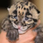 CloudedLeopard98