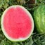 Seedless Watermelon