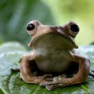 Froggy