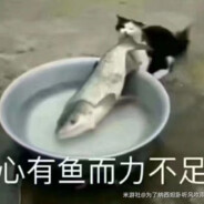 夏花秋叶