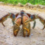 coconut crab named dybalon