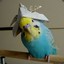 Admiral Parakeet