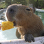 ☀CAPYBARAHAHA★