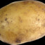 Potato