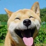 你是一条哈皮狗