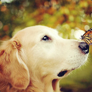 见到我就投降、