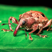 weevil swag