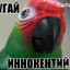 Попугай Иннокент