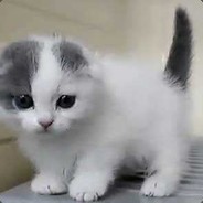 你看见我的喵了么