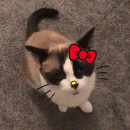 mjau