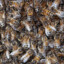 10,000 Bees.