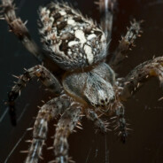 Araneidae