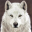 WhiteDog