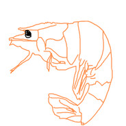 shrimpification