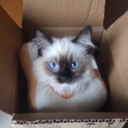 兜兜与你皆为恩赐