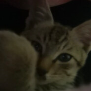 无敌小冷饭大战喵喵教糕手