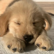 Have Youever Missedme