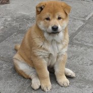 法外狂徒王二麻子