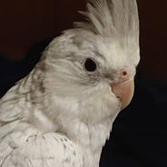 bird - steam id 76561197969902983