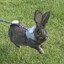 Blinky Rabbit