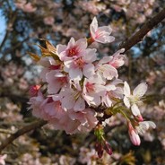 Domeyoko どめよこ