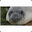 Crying Seal