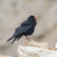 grizzledChough0