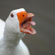goose