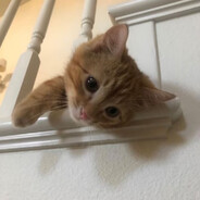 小鱼
