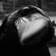 Bird Turtler