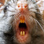 mountain mouse mouth