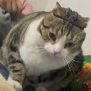 We are rich！噗叽啪！嗯嘛啊！