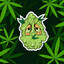 Morel