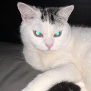 我想养一只猫咪