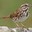 Sparrow avatar
