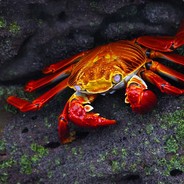 KRAB