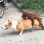 眉树植的忠果狗、你马的b被我操