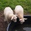 MostCleverSheep