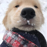 独立团团长李云龙