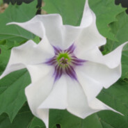 datura-stramonium
