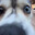 Siggy