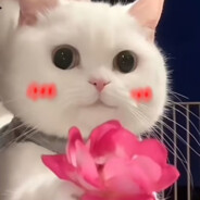 Strike Industries布丁