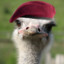 Lt. Ostrich