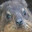 hyrax