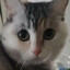 猫猫头像从不急停