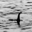 Nessie