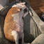 fat dog