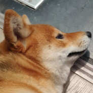 今天也没有睡饱