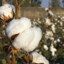 COTTON