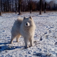 Happy_Wolf